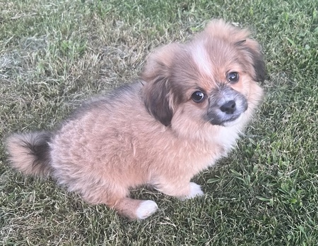 Toby