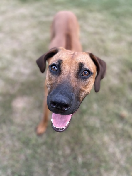 Hollie the Ridgeback