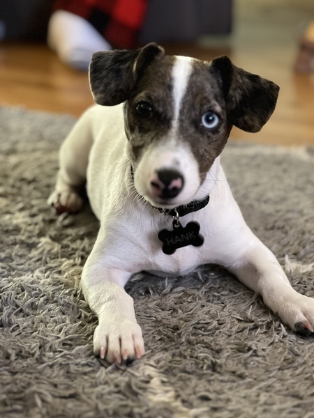 Hank