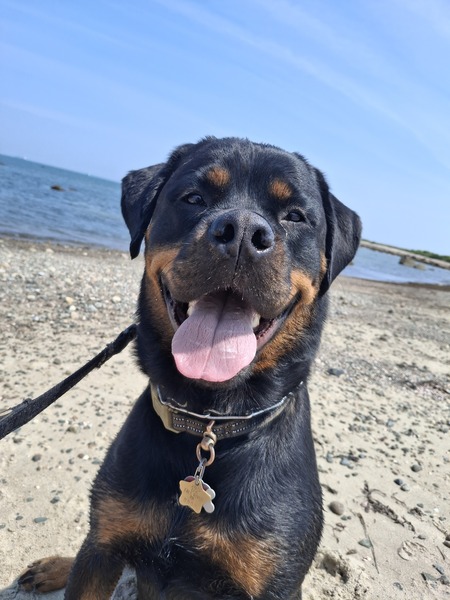 Raja