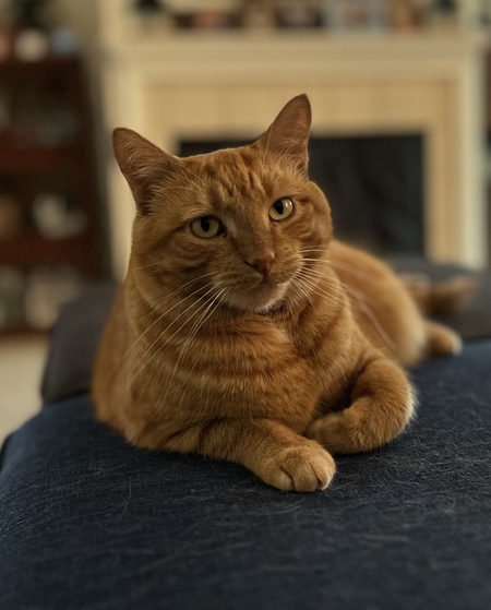 Morris