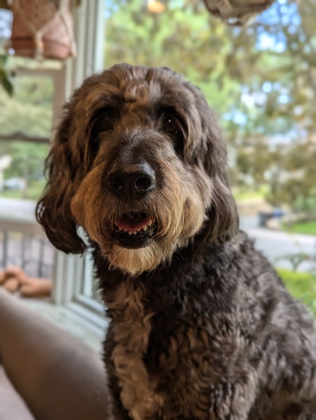 Ollie