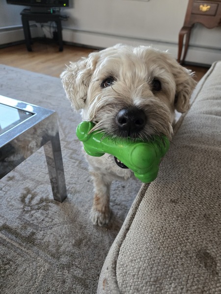 Piper 