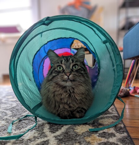 Pippa The Witch Cat