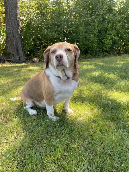 Gracie 