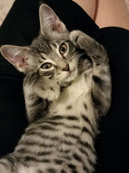 Dexter