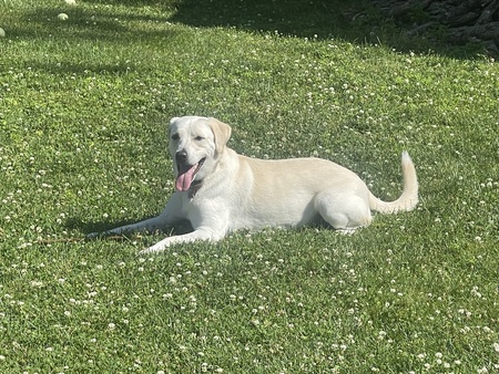 Isla