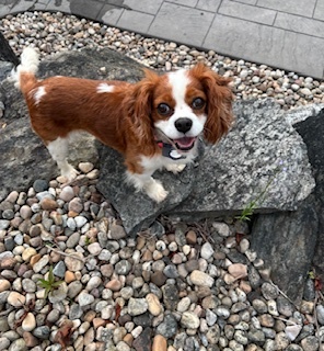 Pebbles