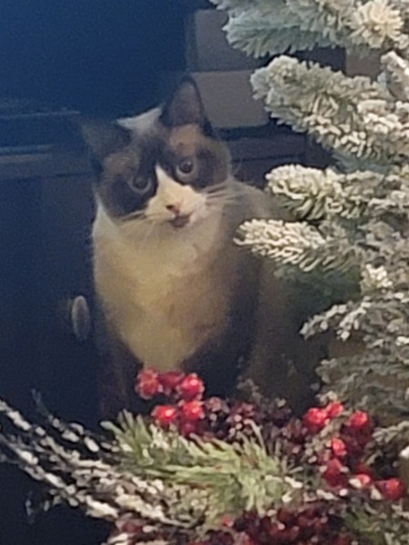 Noel