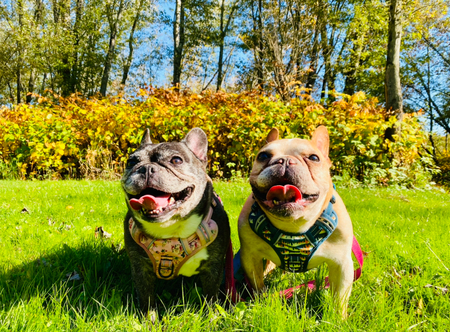 Junebug & Beans 