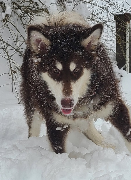 Freya