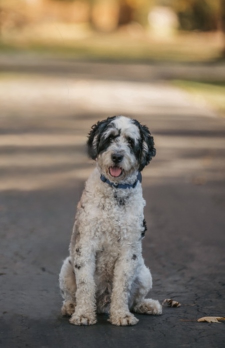 Watson