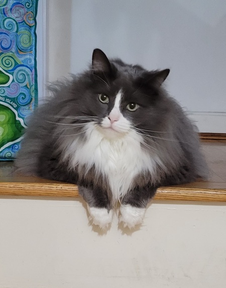 Marshmallow