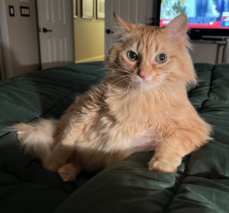 Sir Otto Grand Purrba of Marietta