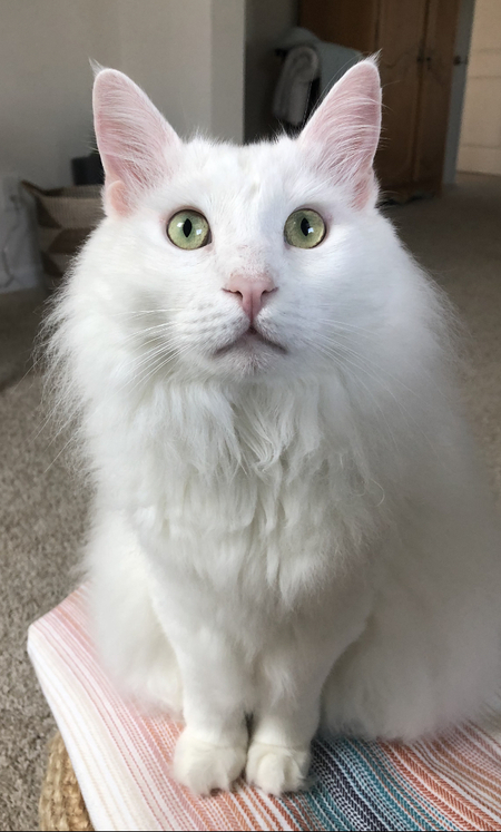 Fenris