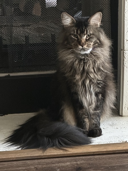 Mr. Big