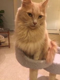 Cedric
