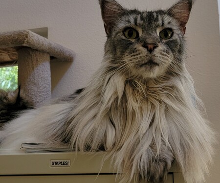 DIesel