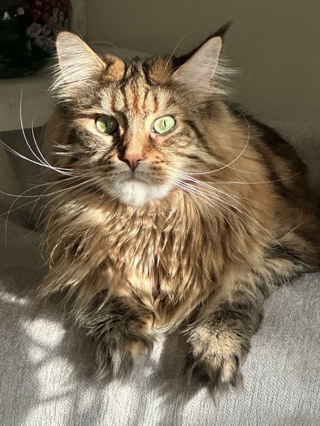Elsa