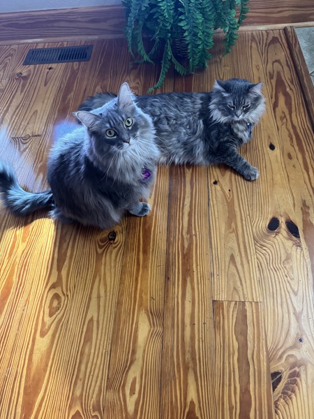 Apollo & Zeus Crosby-Johnson