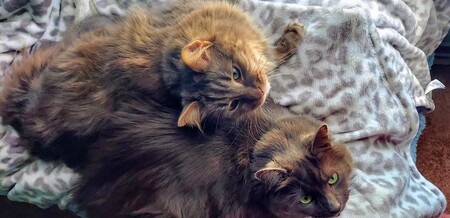 Mocha and Mochi