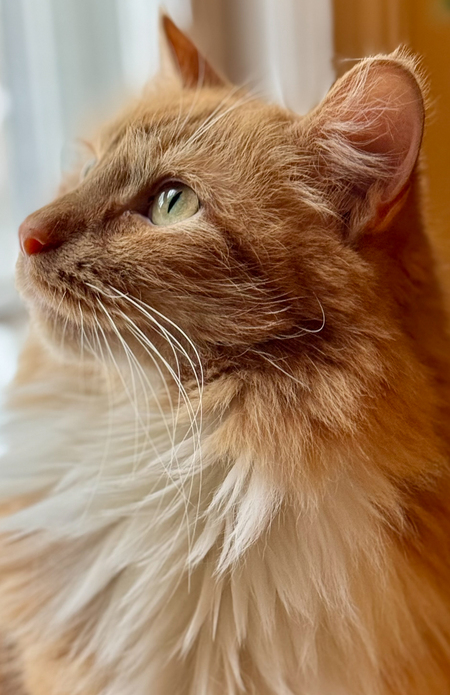 Amber