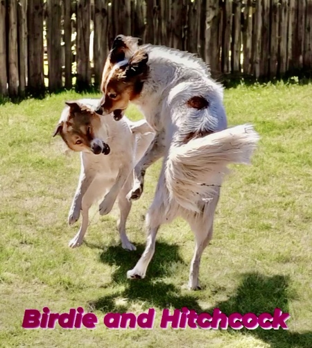 Hitchcock and Birdie 