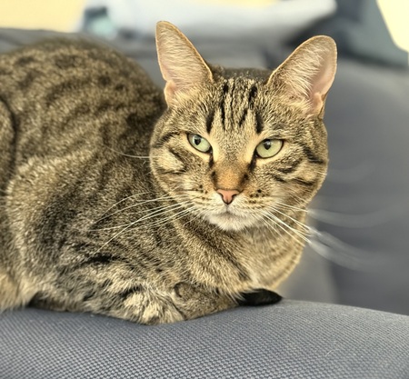 Bella