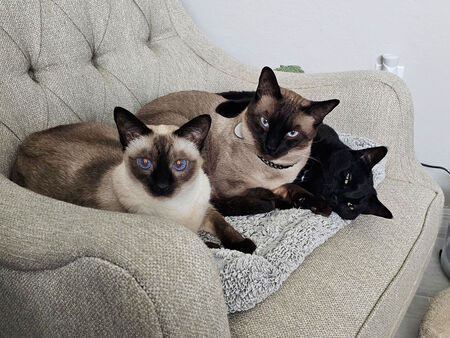 Asta, Felix, Orla