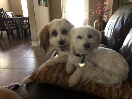 Echo and  Monte