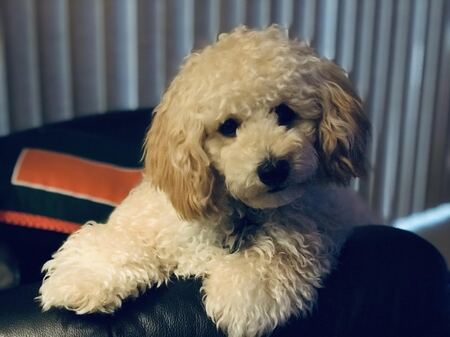 Ollie