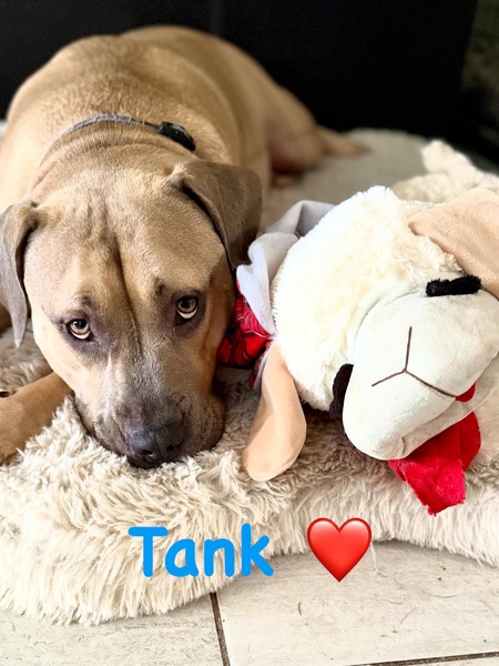 Tank