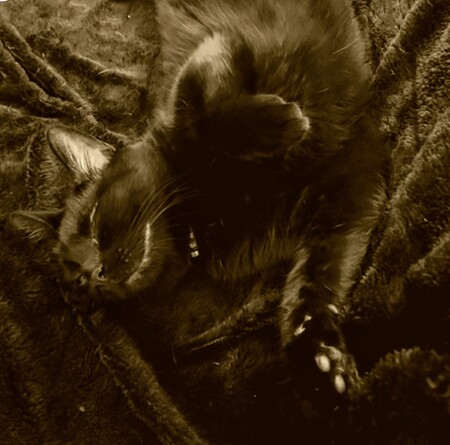 Phoebe