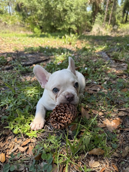 Milo
