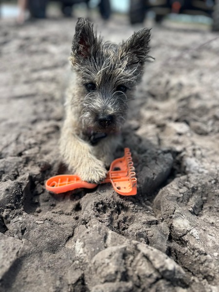 Sandi Mae