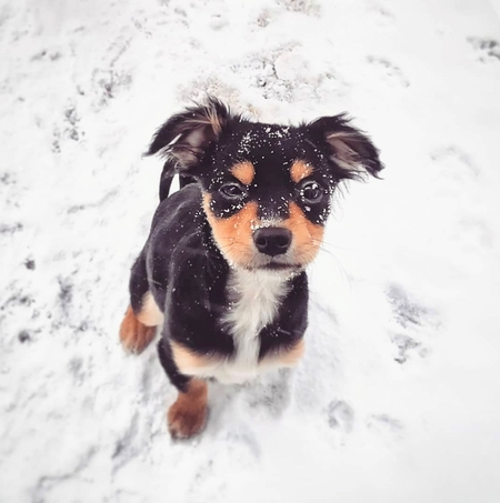 Rambo