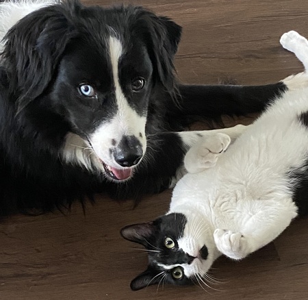 Ollie & Willie