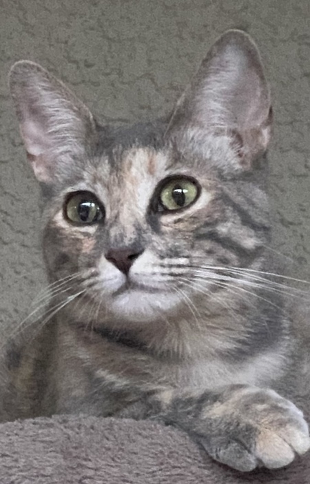 Angelita