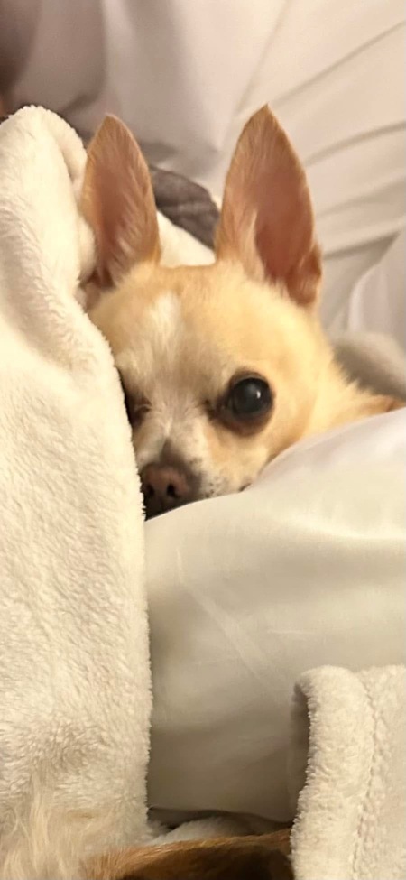 Buddy