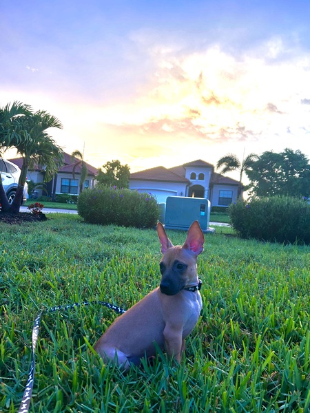 Milo