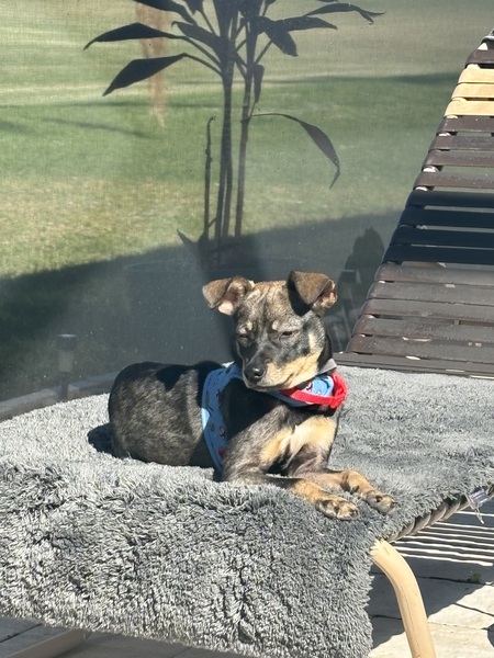Bonita 
