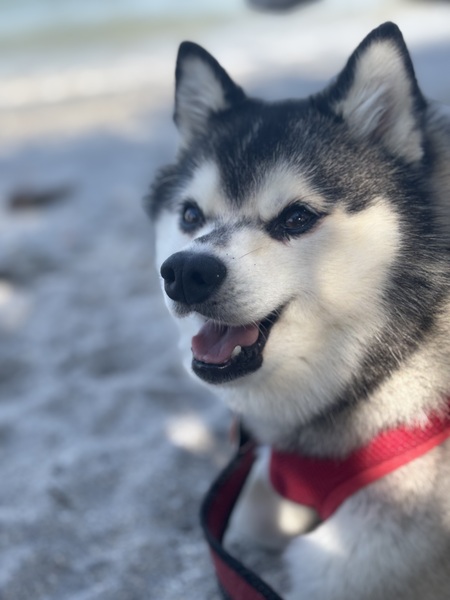 Elvis