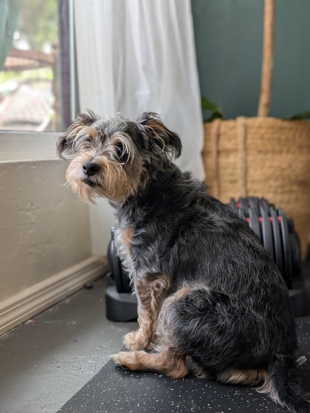Fin the Foster Mentor 