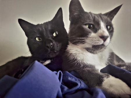 Storm and Vega