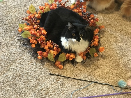 Bella