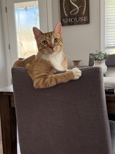 Archie