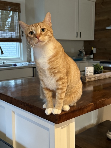 Archie