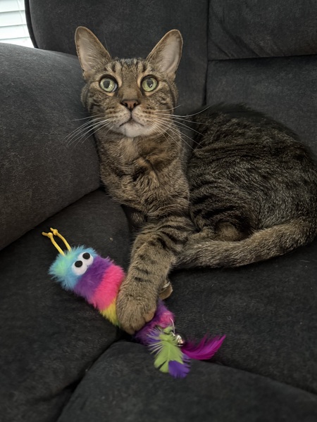 Ozzie