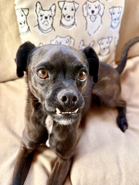 Entry image for Joey. Clicking this image will show a larger photo