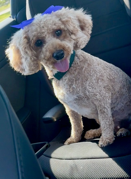 Entry image for Tilly. Clicking this image will show a larger photo
